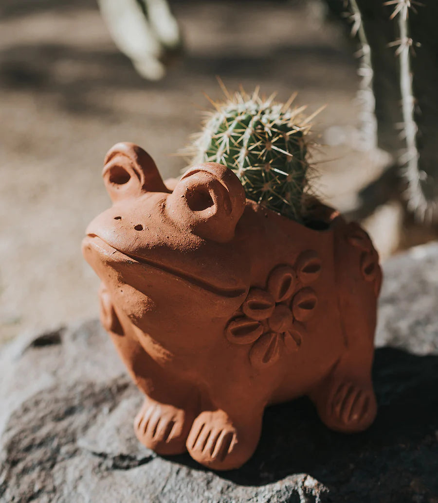 The Perfect Match: Why Terracotta Pots are Great for Succulents